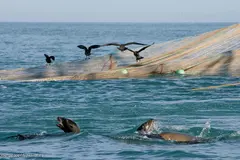 Políticas de Trump y la UE amenazan la sostenibilidad de los océanos