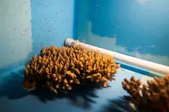 Iniciativa en Seychelles produce 800.000 embriones de coral para combatir el blanqueamiento