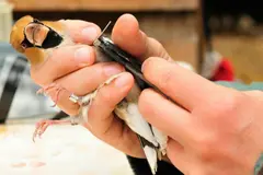 Inauguración del Urdaibai Bird Center en el Día Mundial de las Aves Migratorias 2026