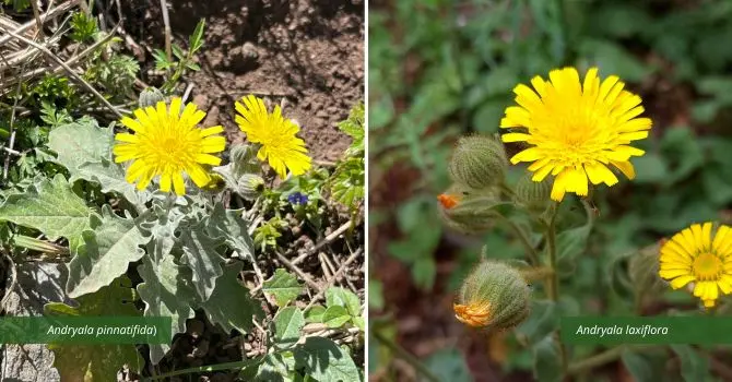 Estudio revela que plantas invasoras se adaptan a climas en Canarias con facilidad