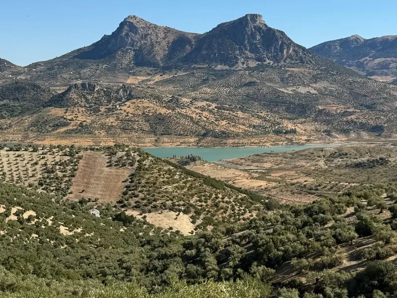 El Proyecto Soli O-Live mejora la calidad del aceite a través de la salud del suelo del olivar