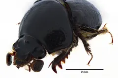 Descubren nuevo género de escarabajo en el Chocó ecuatoriano