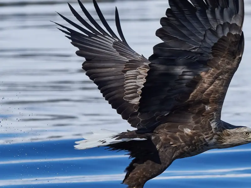 El regreso del águila de cola blanca en Inglaterra enfrenta desafíos y preocupación