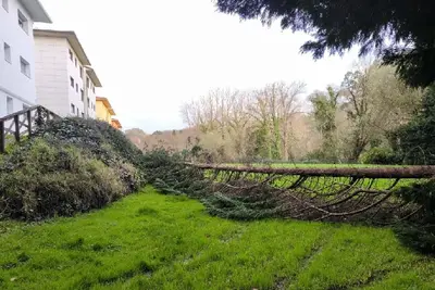 Nuevo árbol caído en Oleiros reaviva la polémica sobre mantenimiento arbóreo