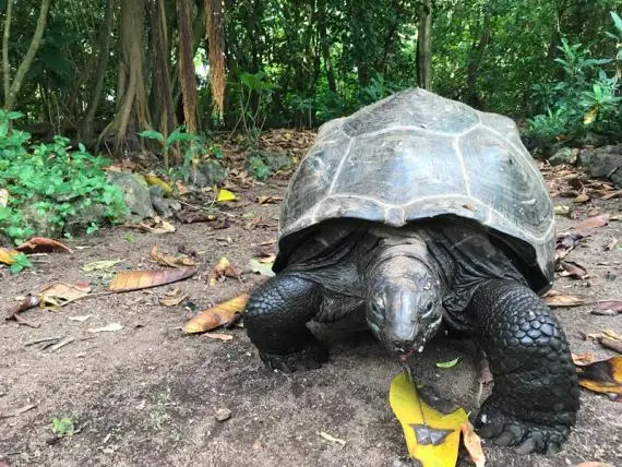 Reintroducción de tortugas en Seychelles recupera procesos ecológicos en 6 meses