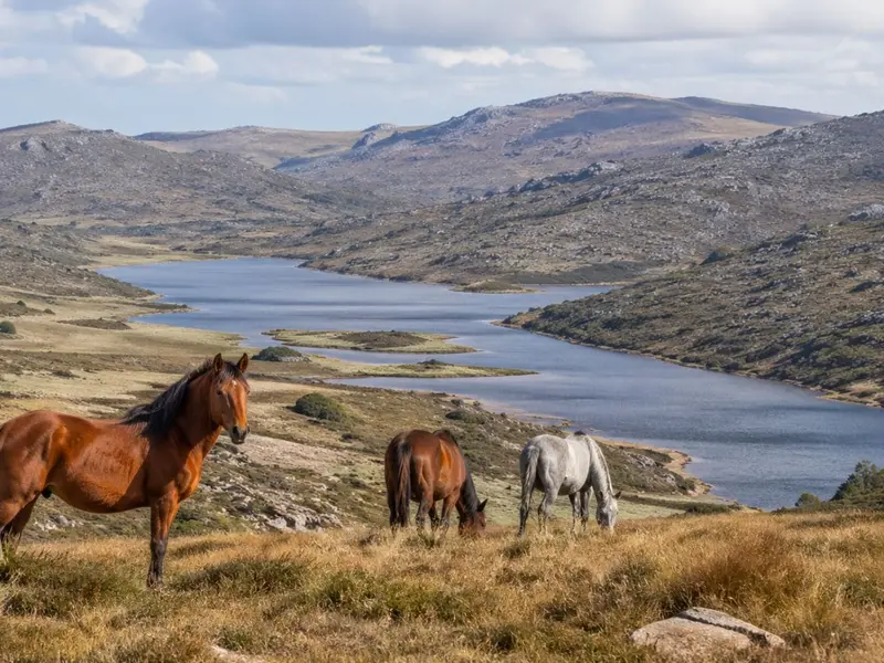 Kosciuszko: la recuperación de ecosistemas tras la reducción de caballos salvajes