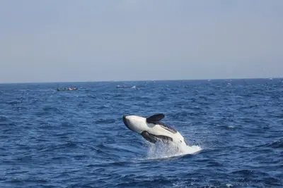Las orcas ibéricas en peligro crítico: solo quedan 37 ejemplares