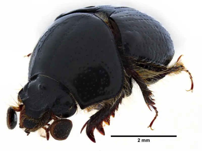 Descubren nuevo género de escarabajo en el Chocó ecuatoriano
