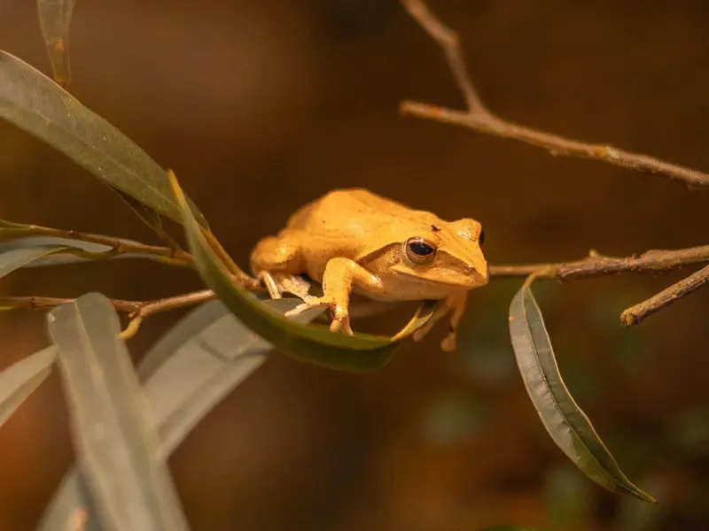La biodiversidad: clave para proteger a las ranas del hongo quítrido