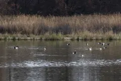 El río Gigüela inunda Las Tablas de Daimiel con casi 13 hectómetros cúbicos de agua