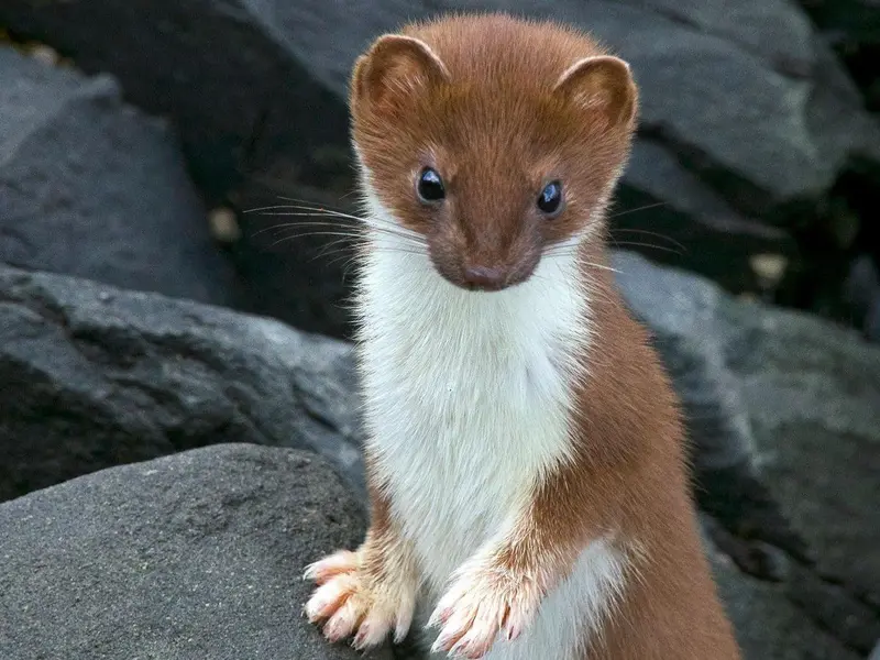El armiño: un aliado natural contra roedores en jardines