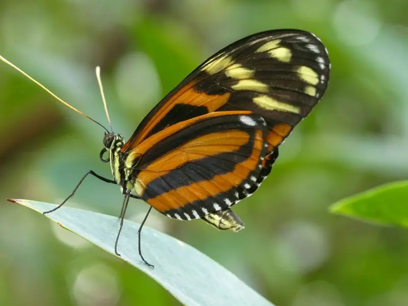 Las mariposas Heliconius viven casi un año gracias a una dieta de polen