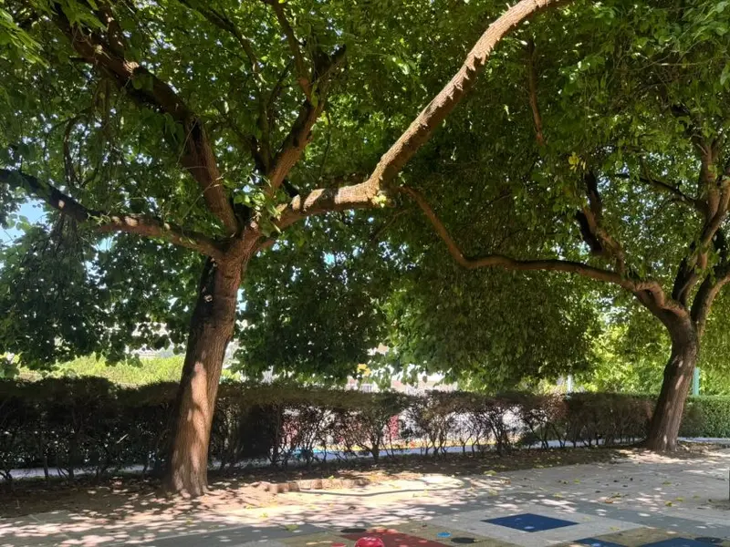 Renovación del Rincón de Cecilia en el Parque José Martí de Oleiros
