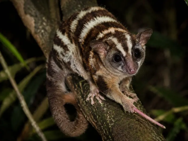 Reaparecen dos marsupiales considerados extintos en Nueva Guinea