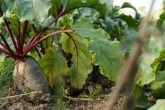 Proponen bioplásticos a partir de melaza de remolacha en Castilla y León