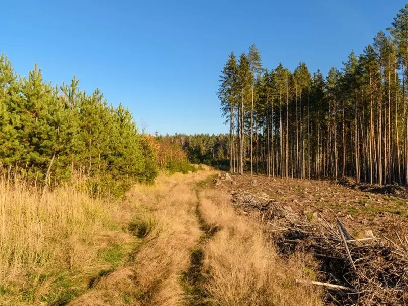Estrategias innovadoras para prevenir incendios forestales en España