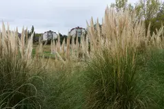 El estrilda común y el plumero argentino aumentan la invasión en la Península Ibérica