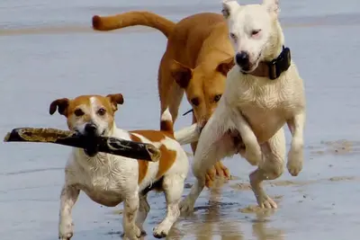 El PP de Oleiros propone una playa para perros en el municipio