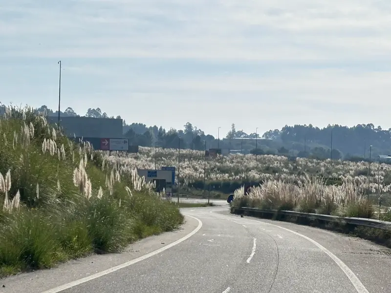 La flora invasora, un desafío crítico para la gestión forestal en Galicia