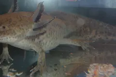 Ajolote mexicano hallado en Gales: un sorprendente rescate de una especie en peligro crítico