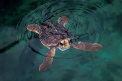 Aumentan los varamientos de tortugas marinas en el Estrecho de Gibraltar