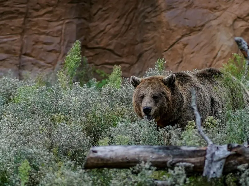 Aumento de la presencia de osos cerca de Oviedo por colmenas en bosques