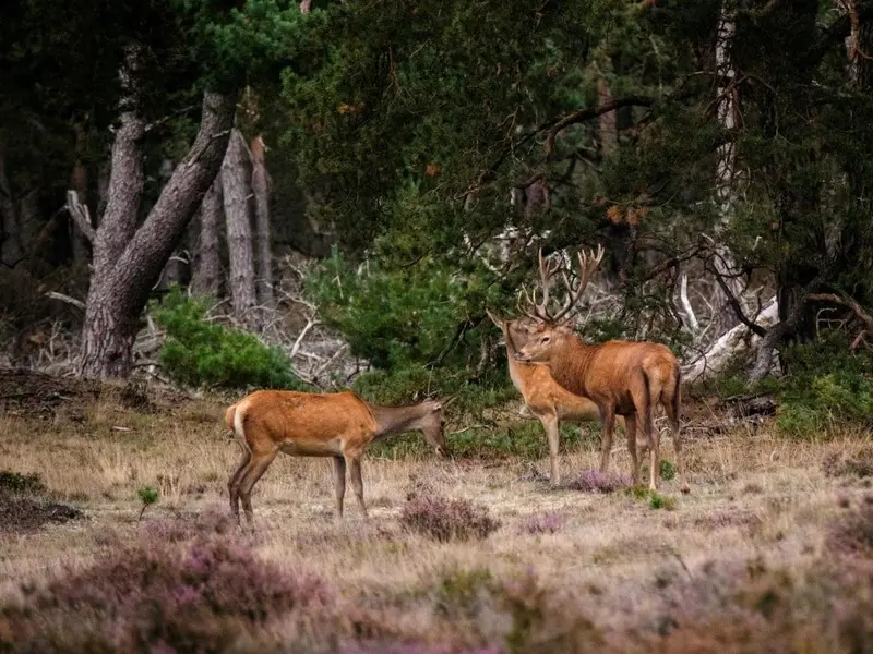 ODISEC: Innovador sistema digital para el monitoreo de fauna silvestre en España