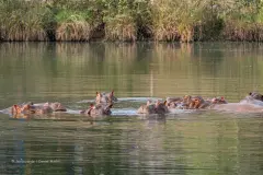 Propuesta de magnate indio para salvar hipopótamos de Pablo Escobar en Colombia