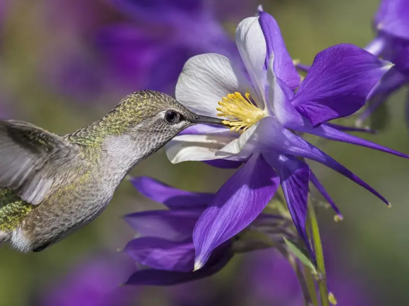 Investigación revela que néctar de flores contiene alcohol natural que afecta a polinizadores