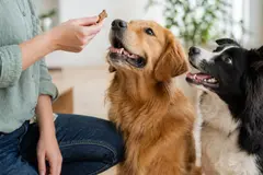 Transforman una especie invasora en golosinas para perros para restaurar ecosistemas