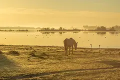Doñana sigue en riesgo por la minería 28 años después del desastre de Aznalcóllar