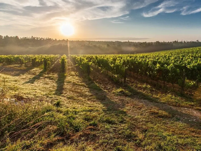 Variedades autóctonas de uva ofrecen soluciones ante el cambio climático en el vino