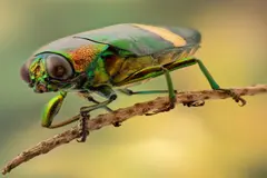 Exposición en Madrid revela la belleza de los insectos urbanos a través de la fotografía macro