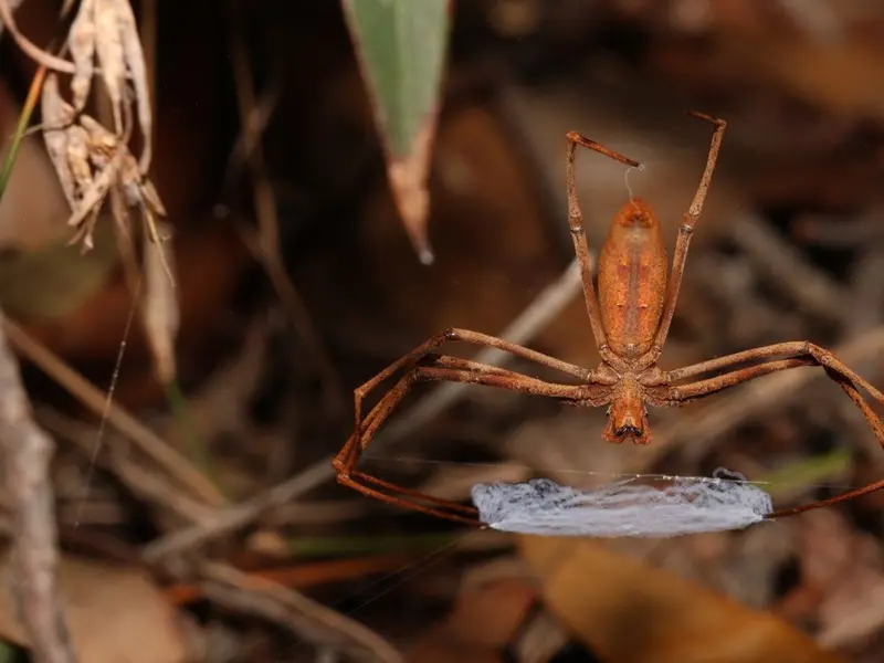 Descubren araña que teje seda con propiedades únicas, inspirando nuevos materiales