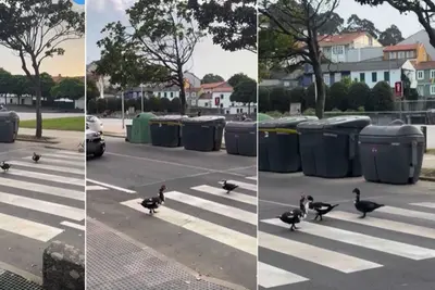 Un paso de cebra en Oleiros se convierte en pasarela para patos
