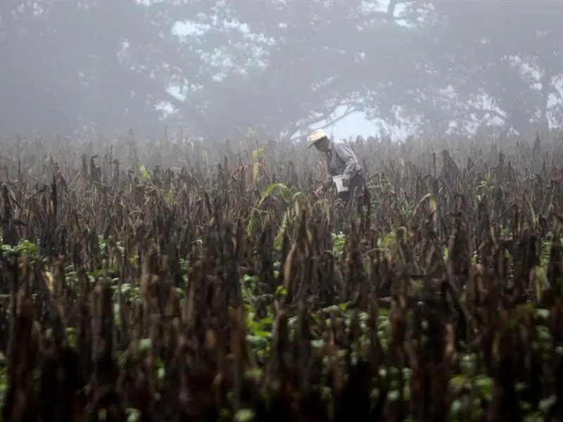 La OMM advierte sobre un fuerte episodio de El Niño en un contexto de emergencia climática