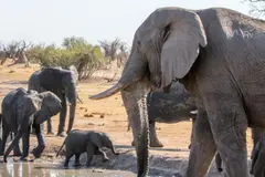 La importancia de los elefantes viejos en la conservación de la biodiversidad