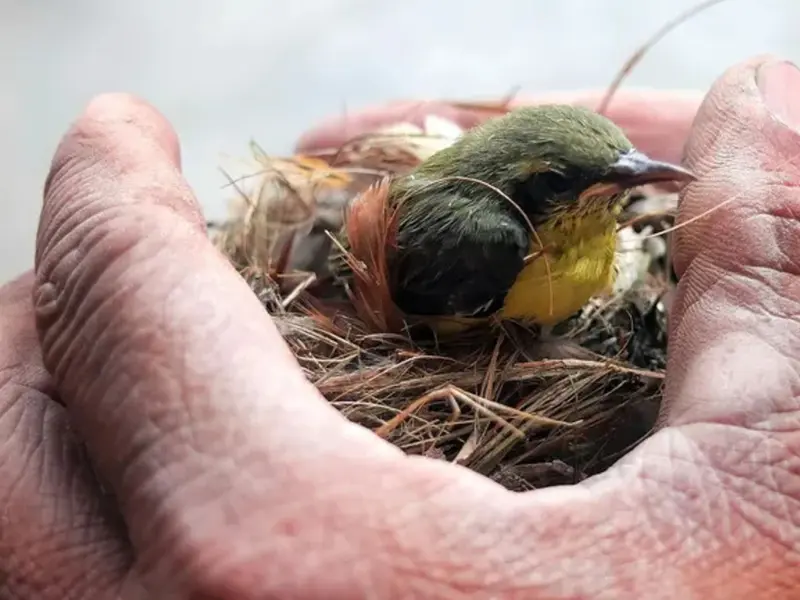 Consejos para actuar al encontrar un pollito en el suelo según expertos