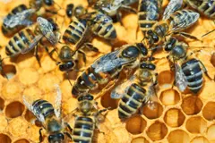 Descubren nuevos mecanismos en el desarrollo de abejas reina que desafían teorías anteriores