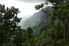 Ecosia alcanza 250 millones de árboles plantados en su compromiso climático