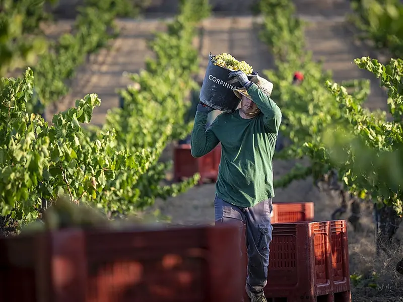 Crisis en el sector del cava: sequía y fracturas en la industria
