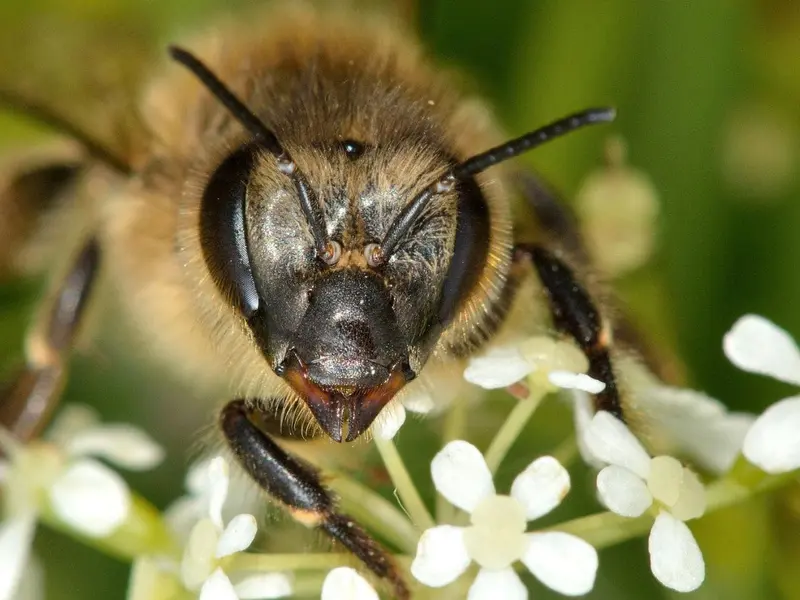 Las abejas pueden reconocer y recordar rostros humanos según un estudio