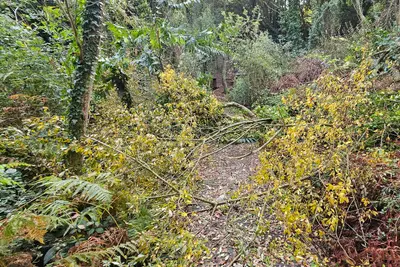 Usuarios del Bosque dos Veciños denuncian mal estado de los accesos y pasarelas