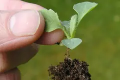 Descubren bacteria que mejora la agricultura sostenible y reduce fertilizantes químicos