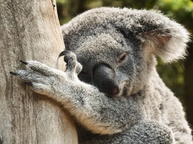 El impacto del calor extremo en los koalas de Australia