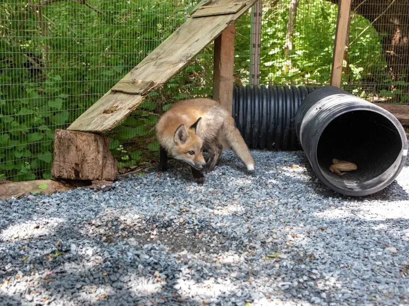 Alertan sobre animales salvajes enfermos en Massachusetts y su riesgo para mascotas
