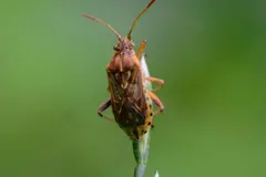 Precauciones al tener plantas de interior para evitar chinches en casa