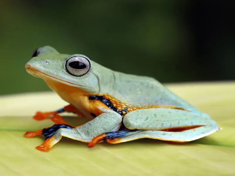 Desaparición de anfibios en bosques protegidos: amenazas emergentes