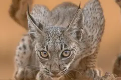 Nacen en Castilla y León los primeros cachorros de lince ibérico tras décadas de ausencia