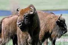 El bisonte europeo genera debate en España sobre su rol en la prevención de incendios